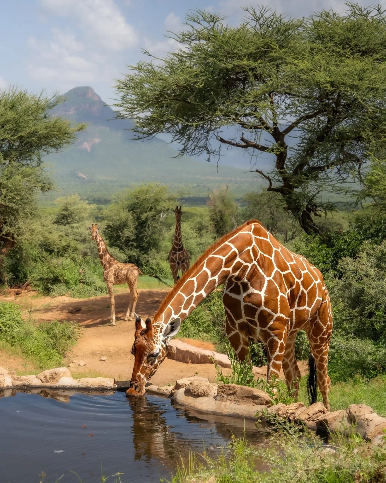 Northern Kenya and Samburu Wilderness safari