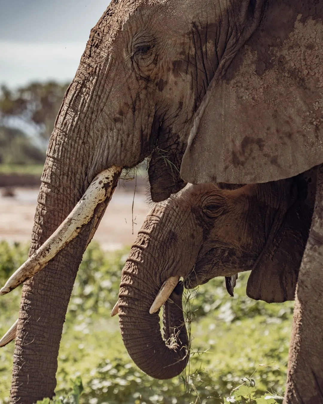 wildlife, Northern Kenya & Samburu