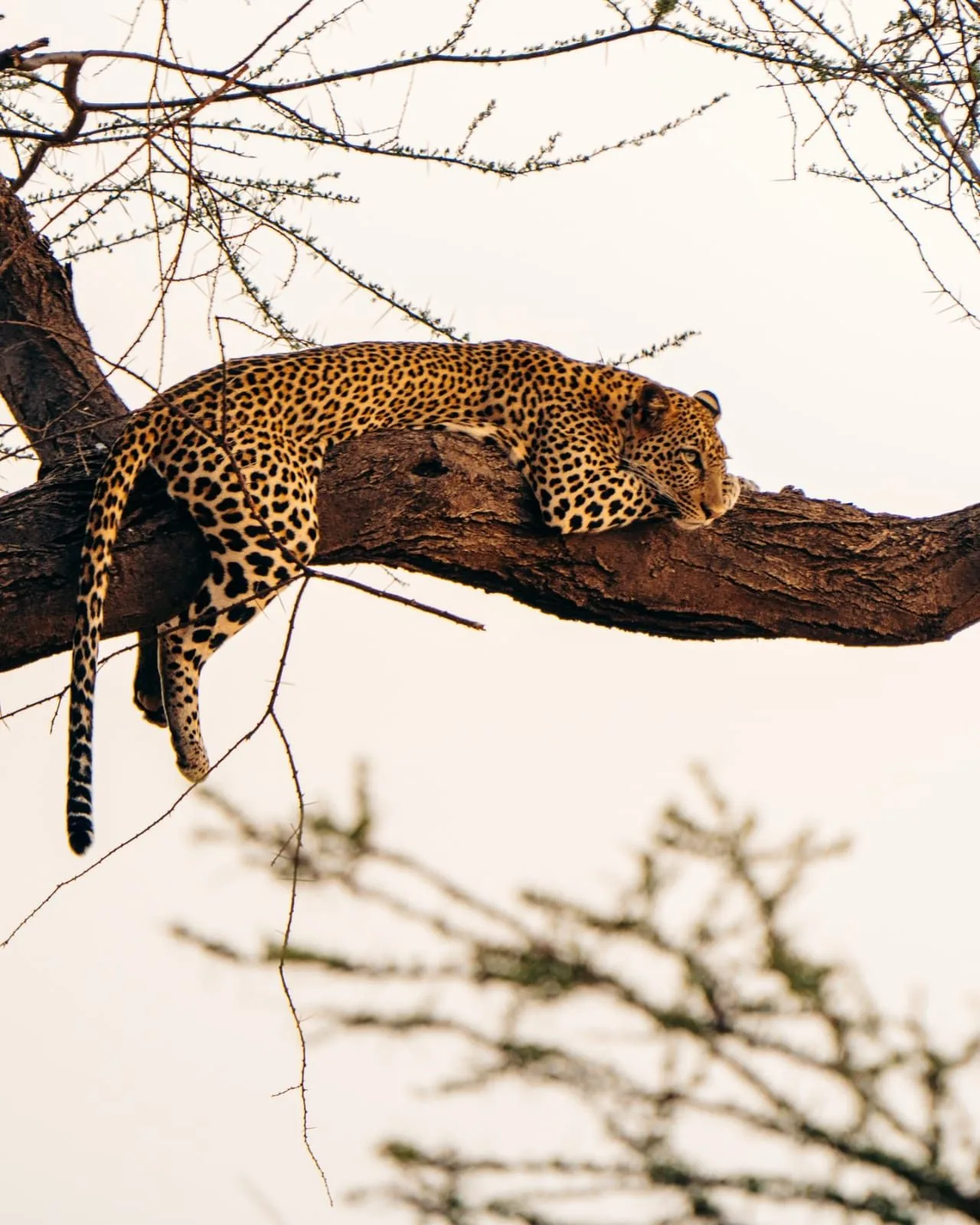 overview, Northern Kenya & Samburu