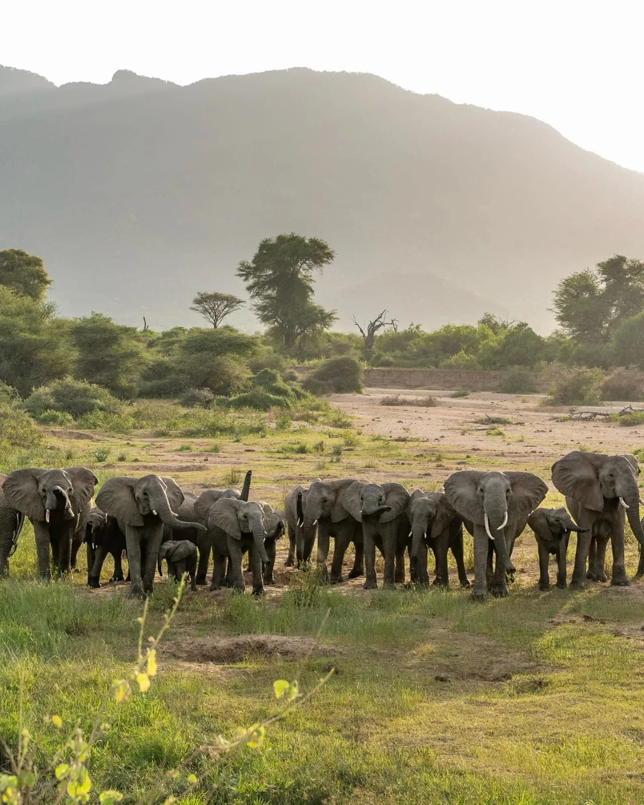 wildlife, Meru