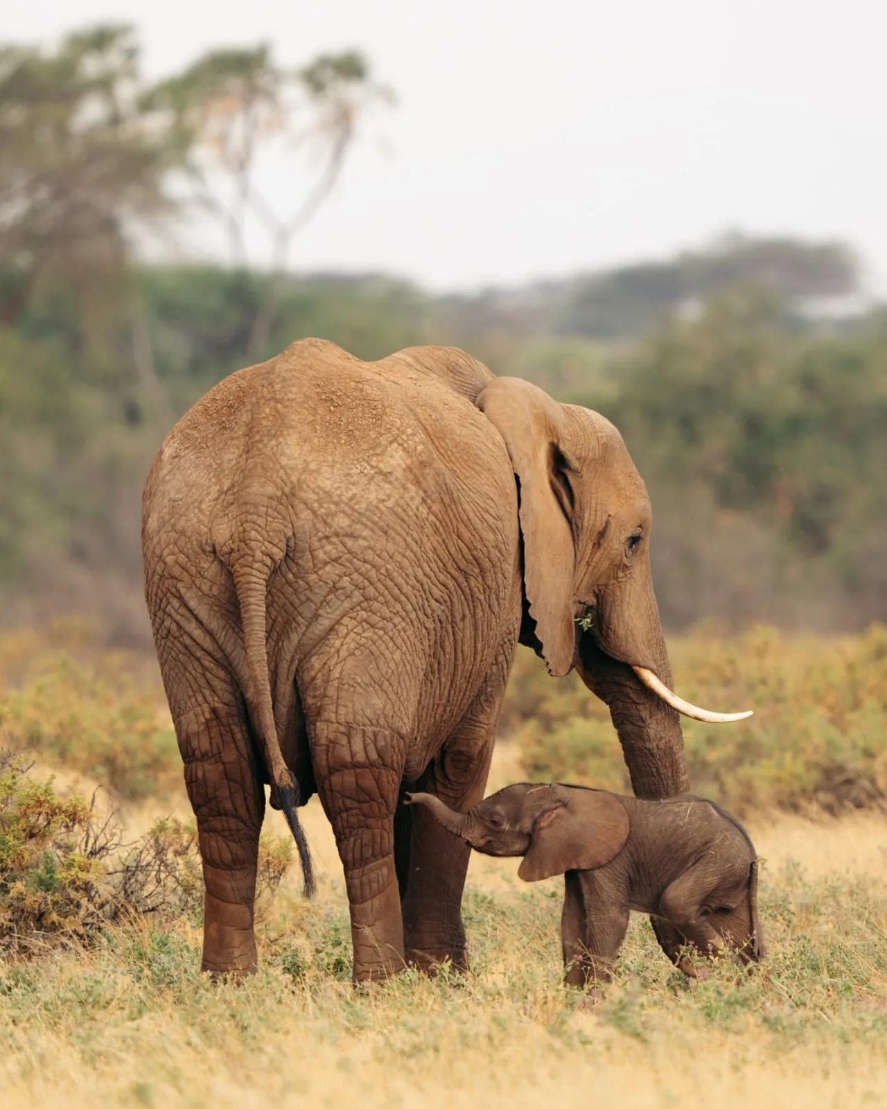 wildlife, Northern Kenya & Samburu