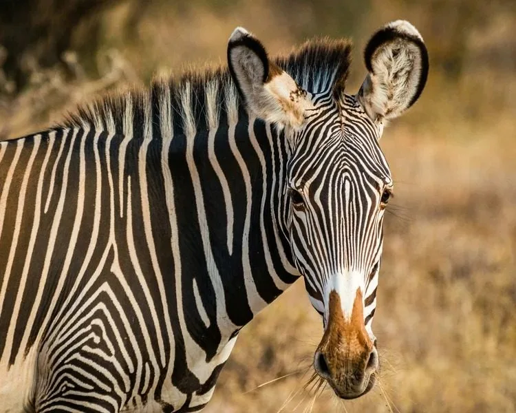 Horseback Safaris 2