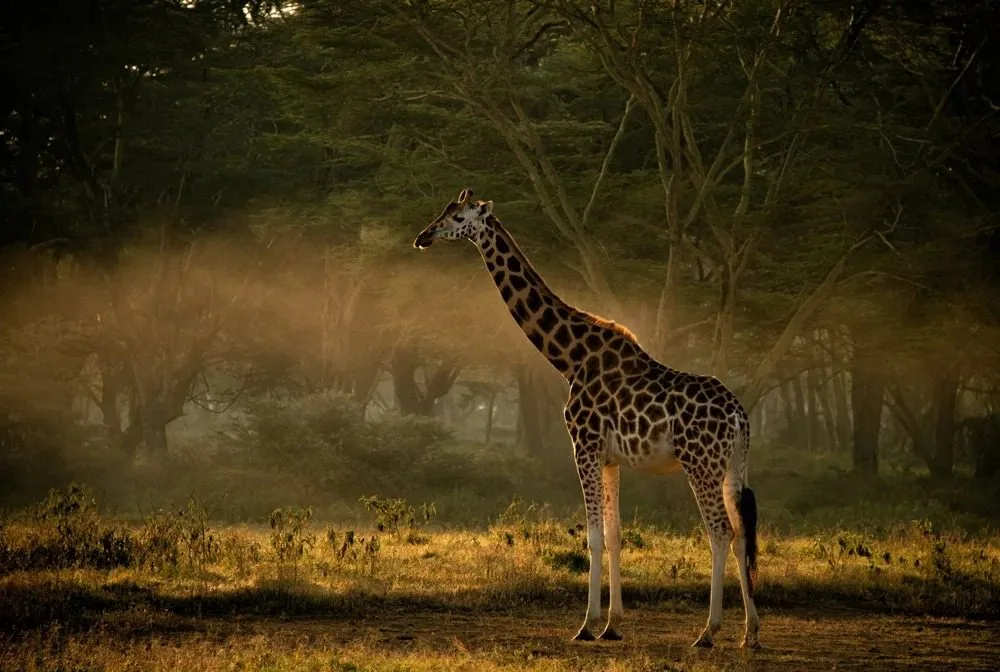 An Evening At A Manyatta, image 1