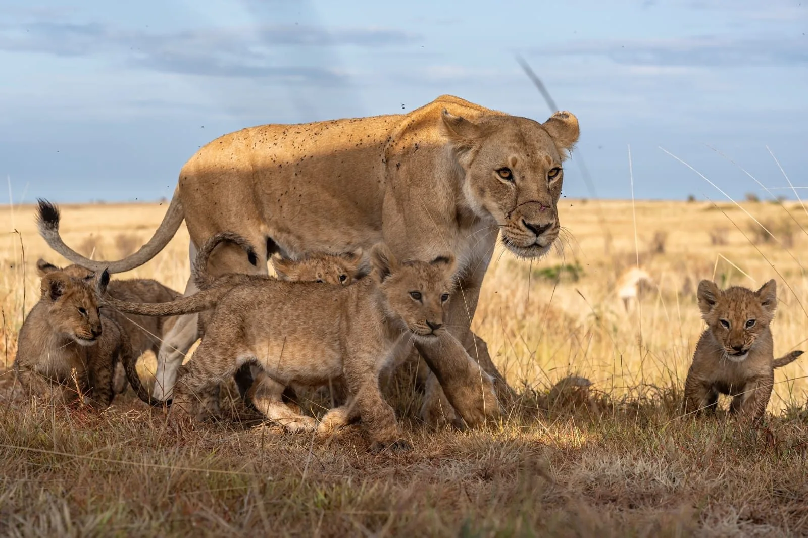 overview, Tsavo & Lumo Conservancy