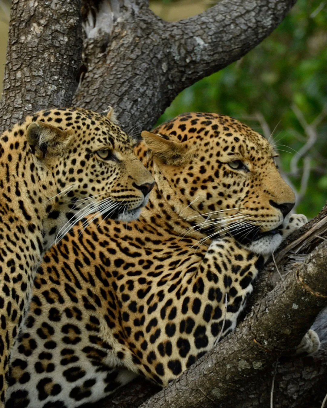 wildlife, Tsavo & Lumo Conservancy