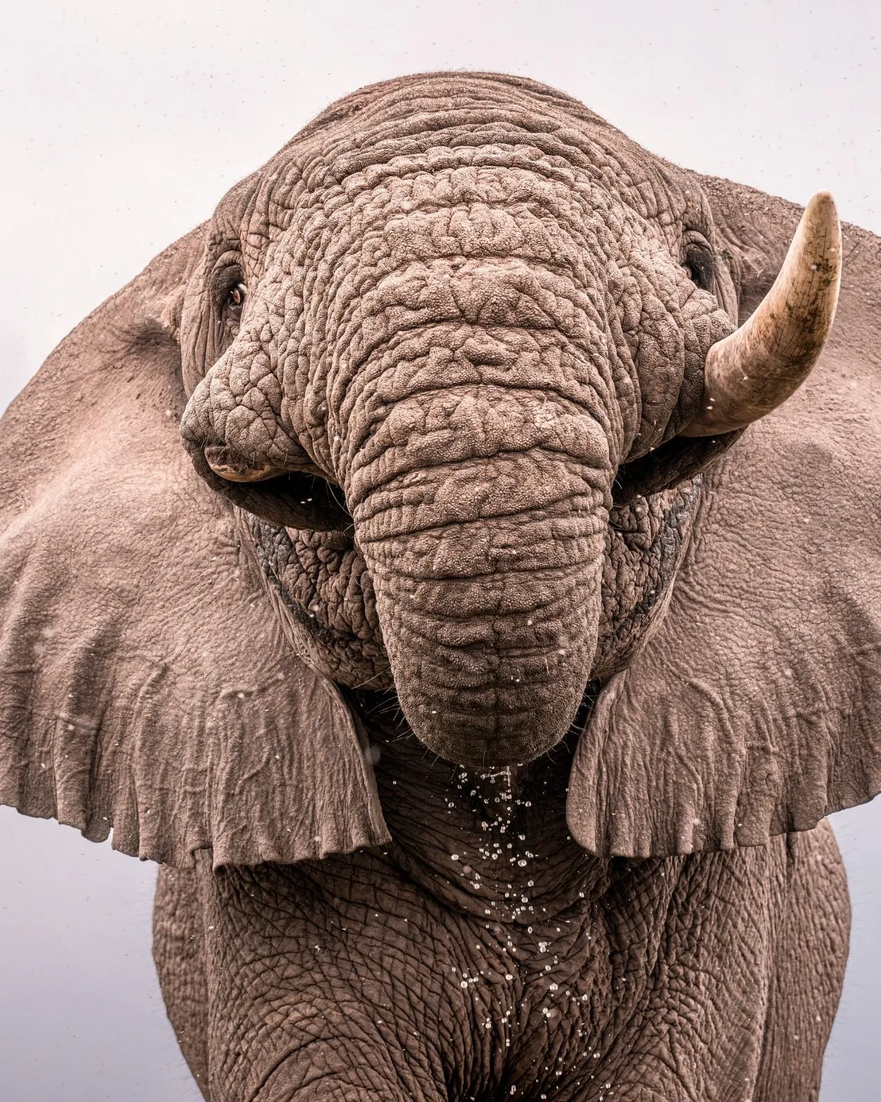 wildlife, Nairobi