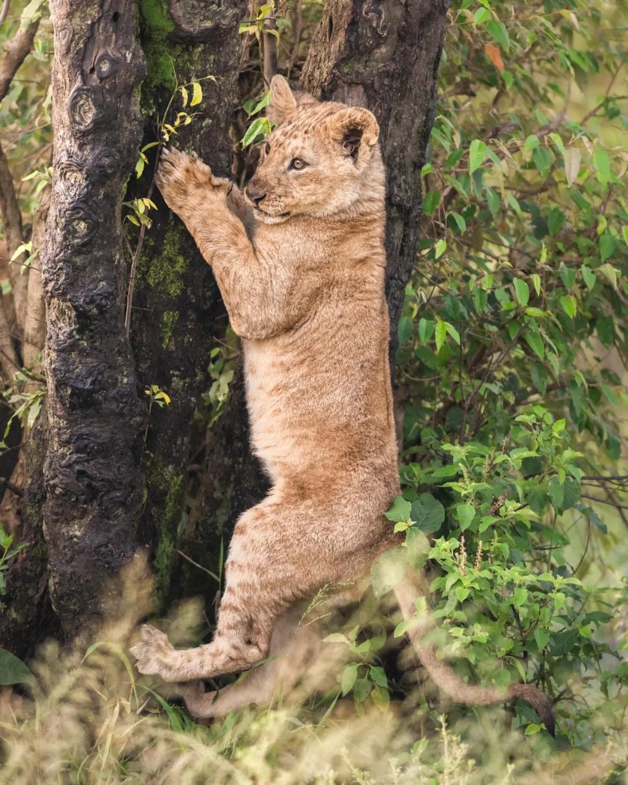 wildlife, Meru