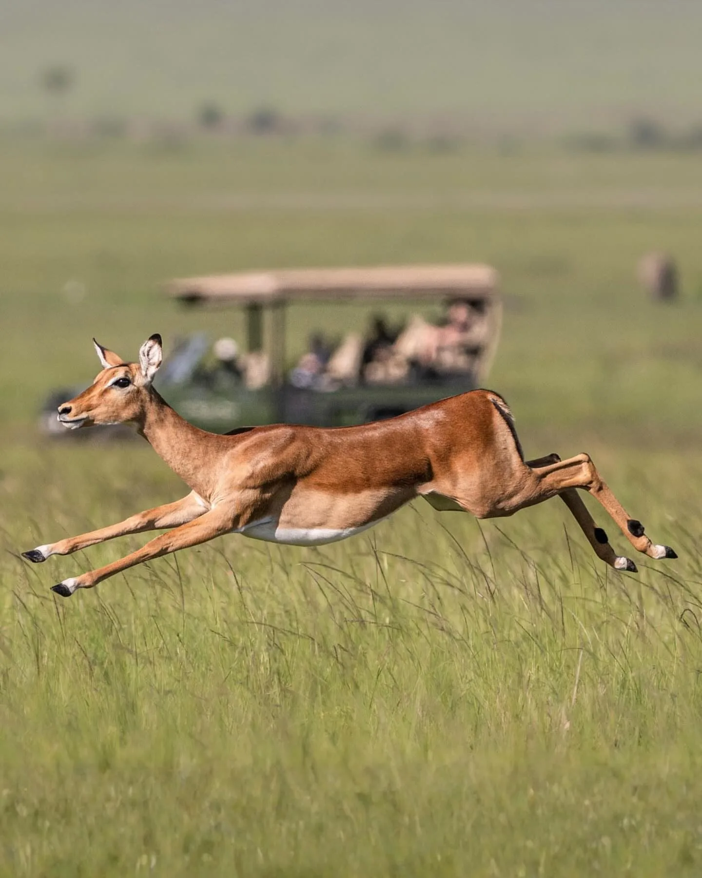 wildlife, Amboseli & Chyulu Hills
