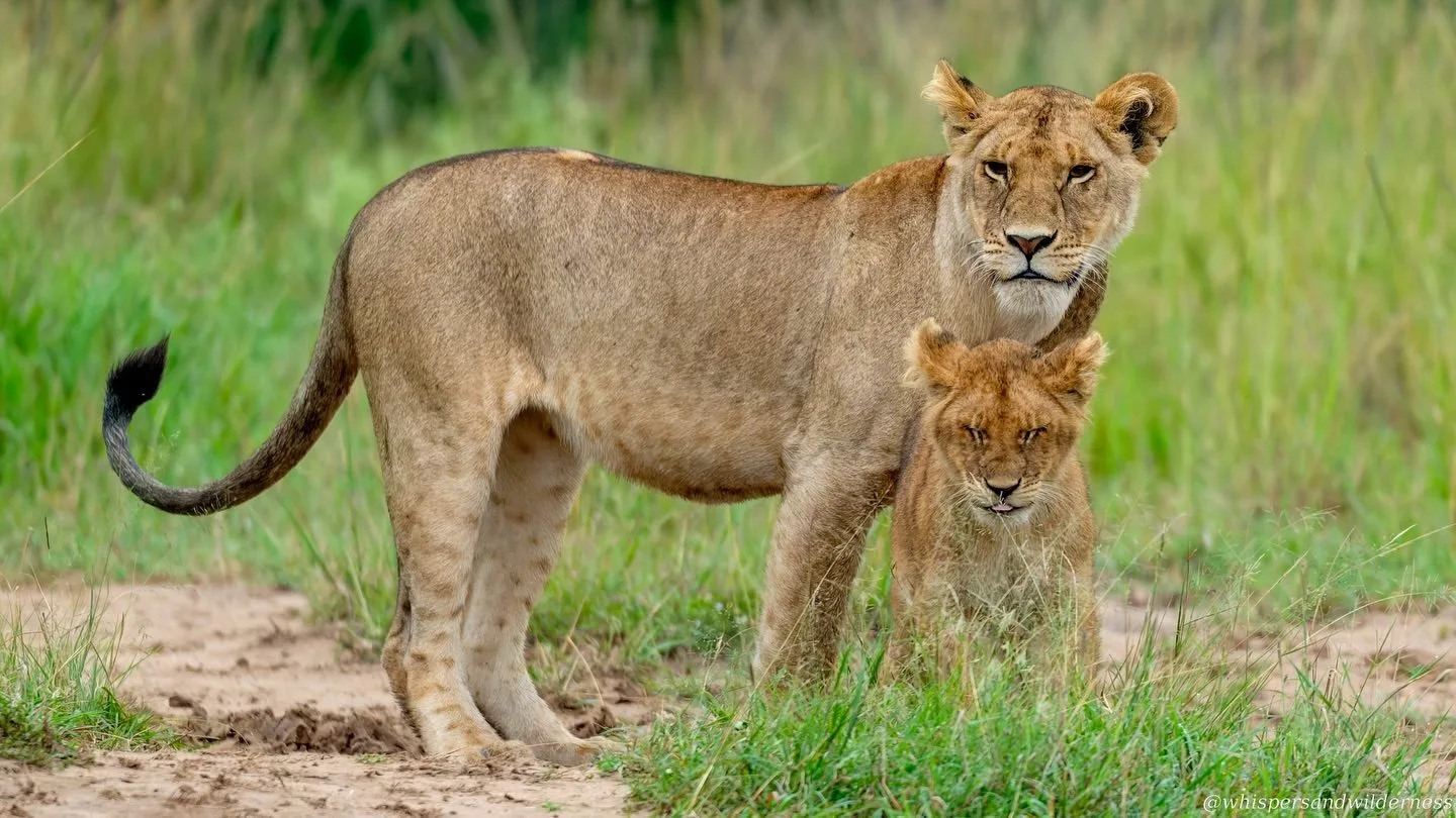 wildlife, Meru