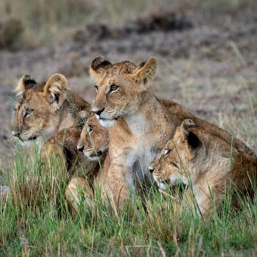 wildlife, Meru