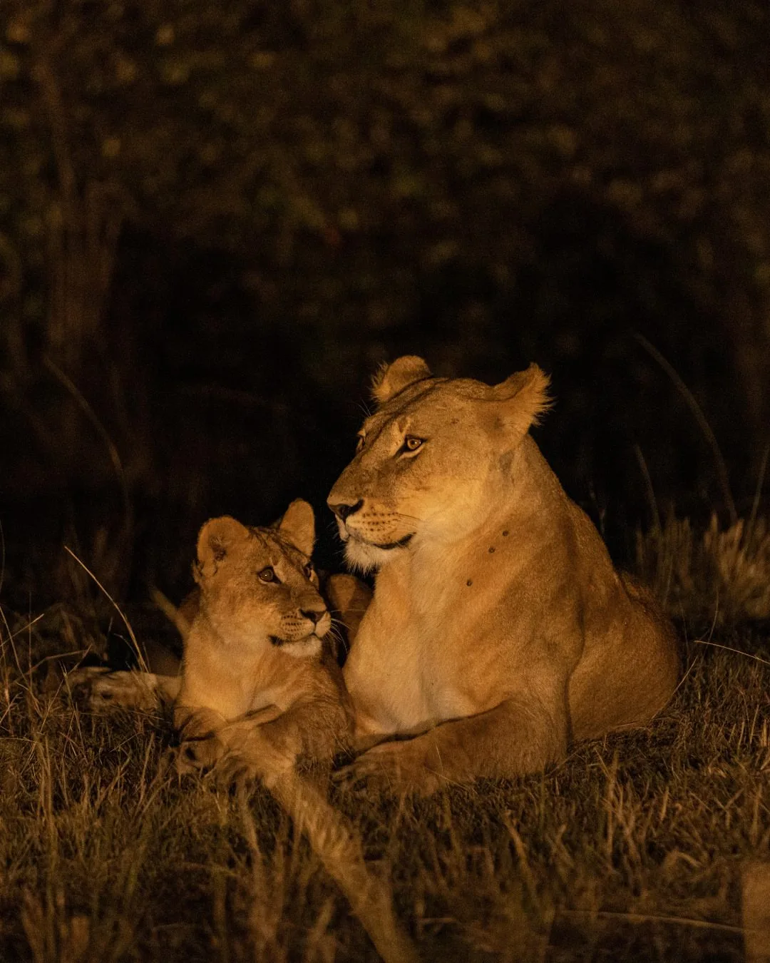 wildlife, Mount Kenya