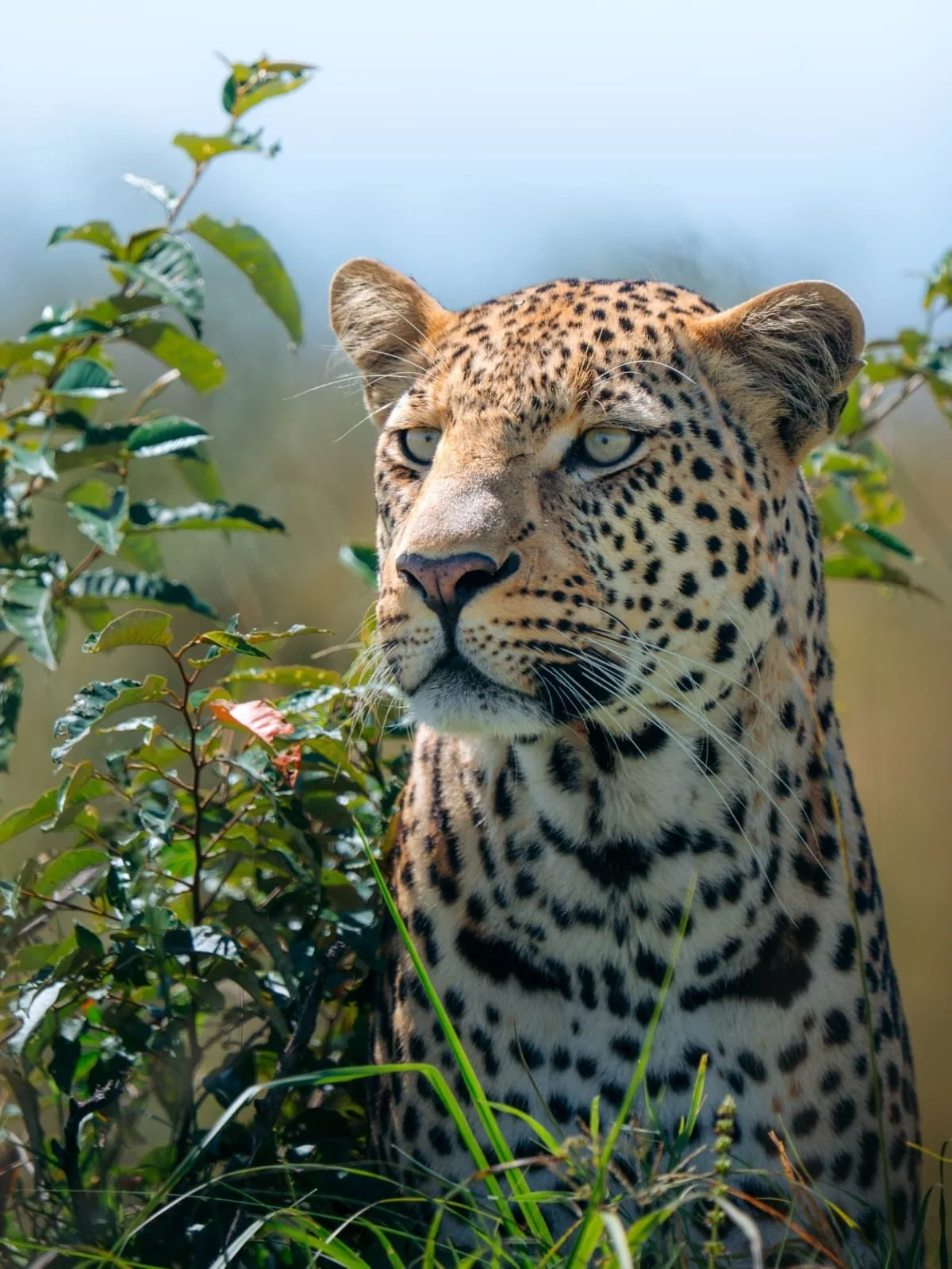 wildlife, Amboseli & Chyulu Hills