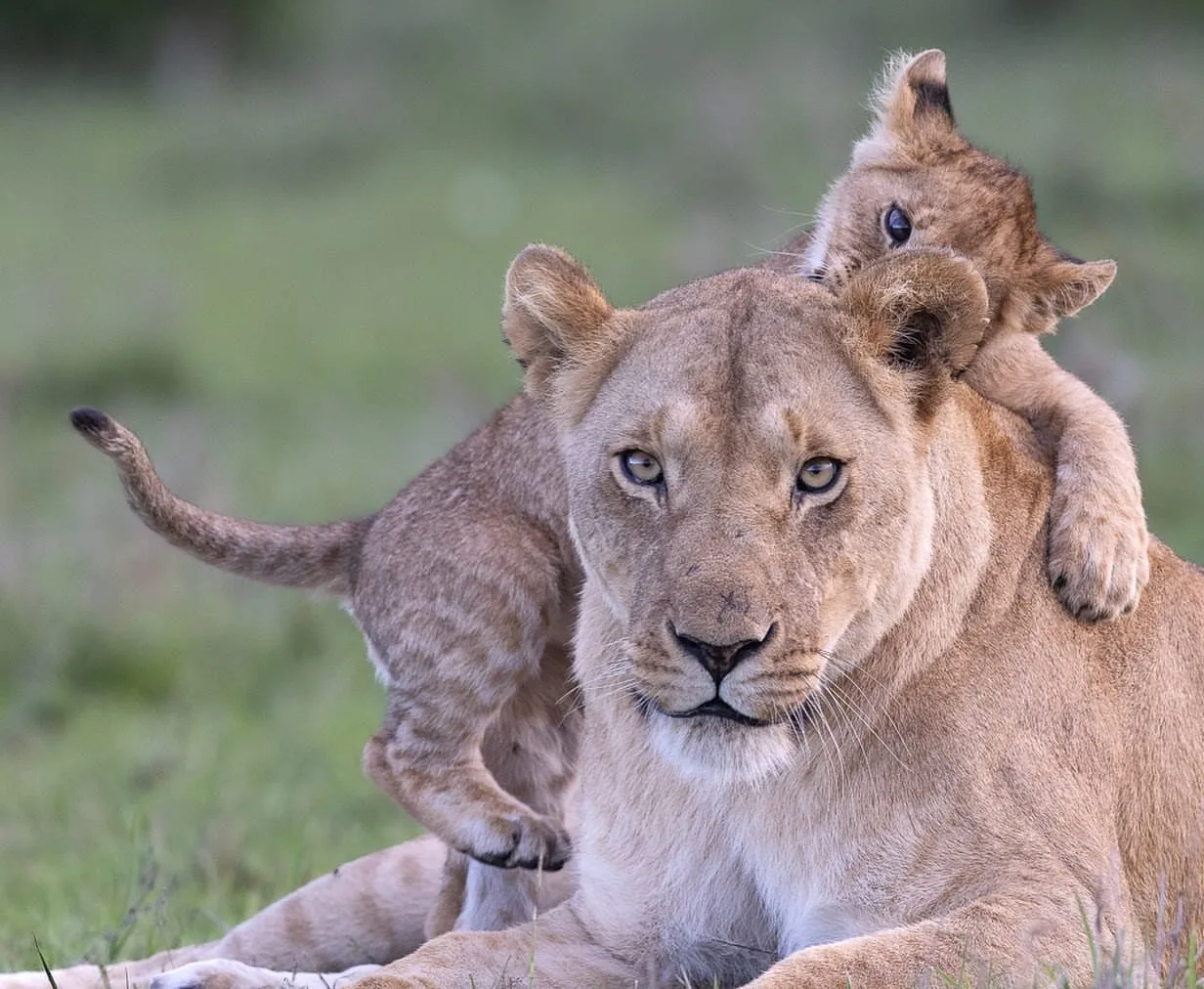 wildlife, Meru