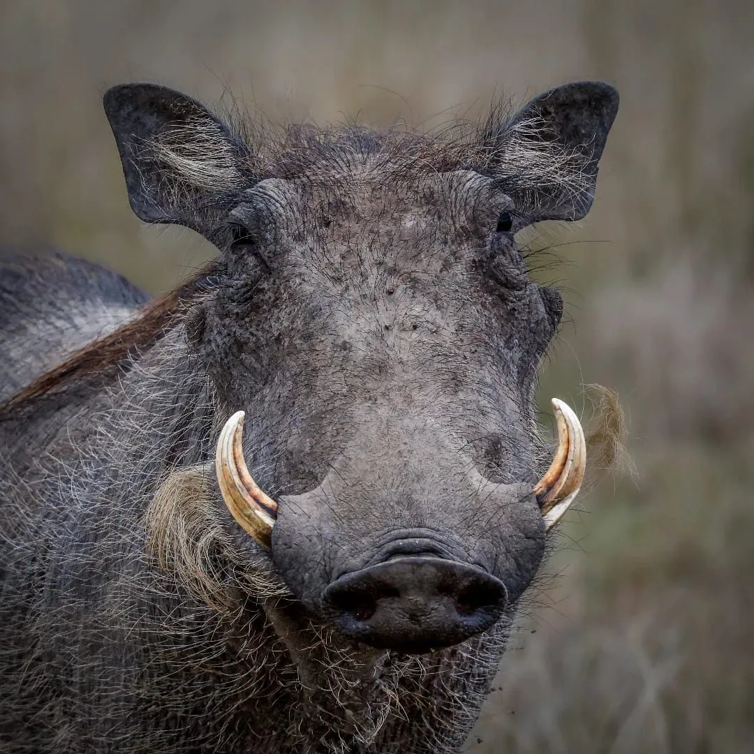 wildlife, Meru