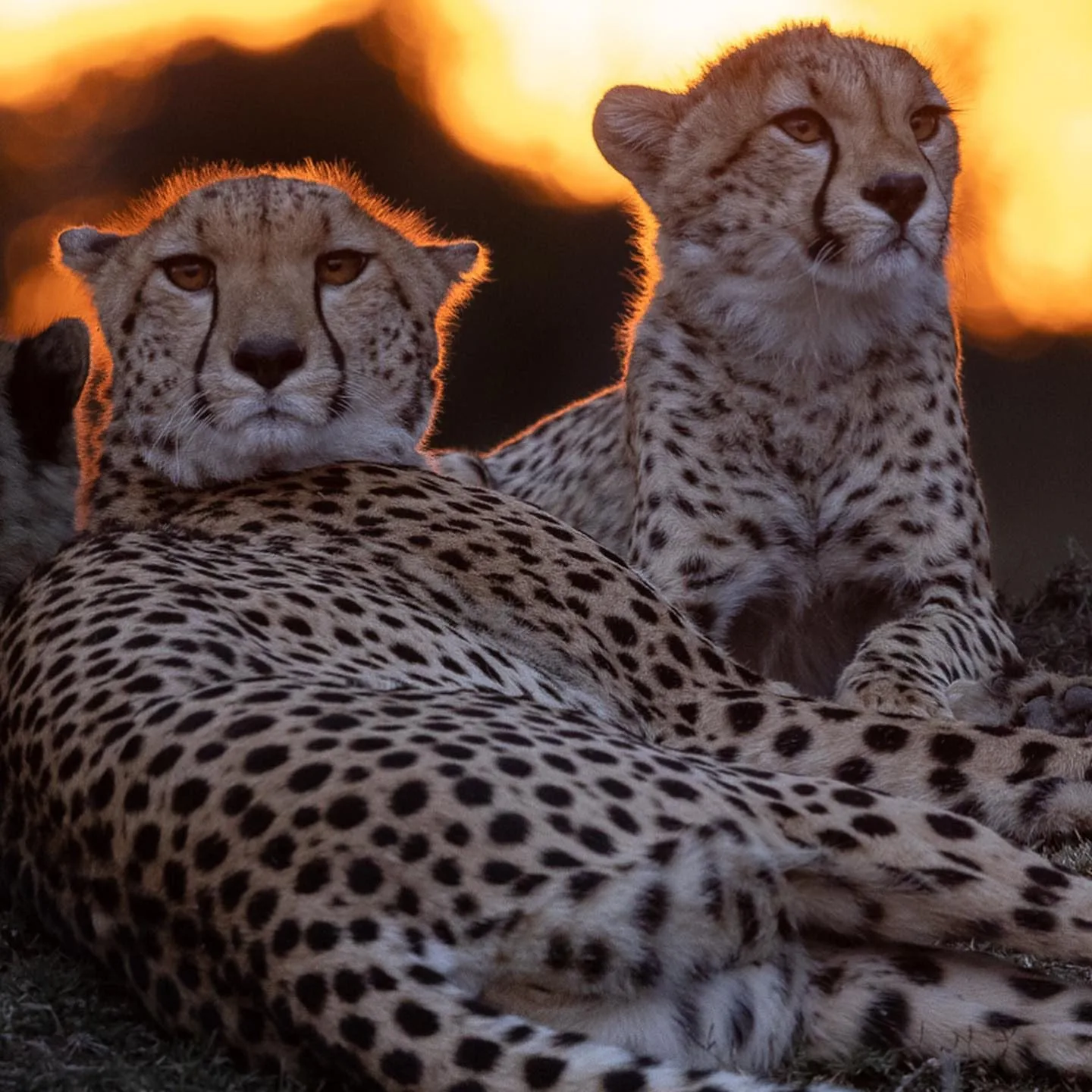 wildlife, Meru
