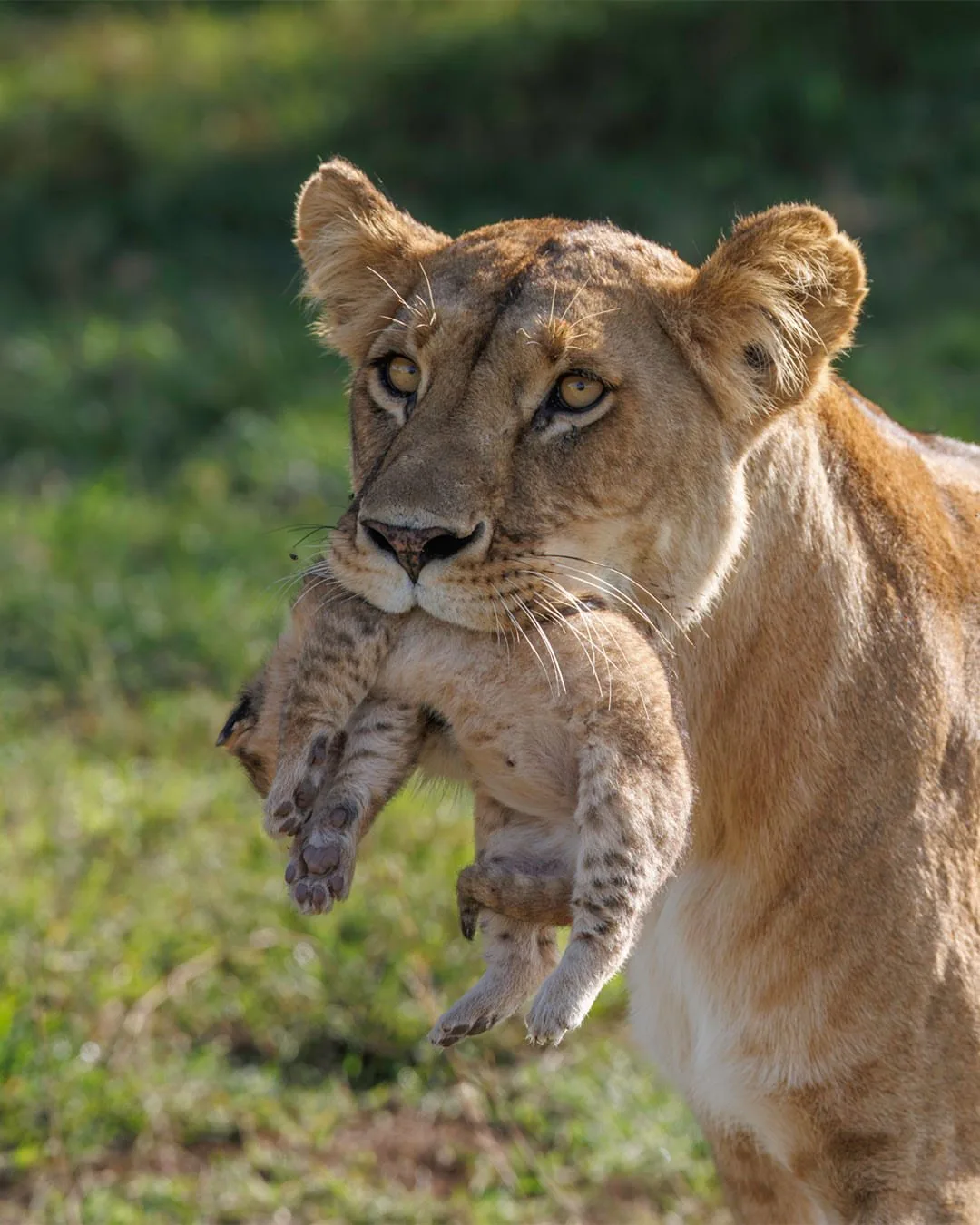wildlife, Tsavo & Lumo Conservancy