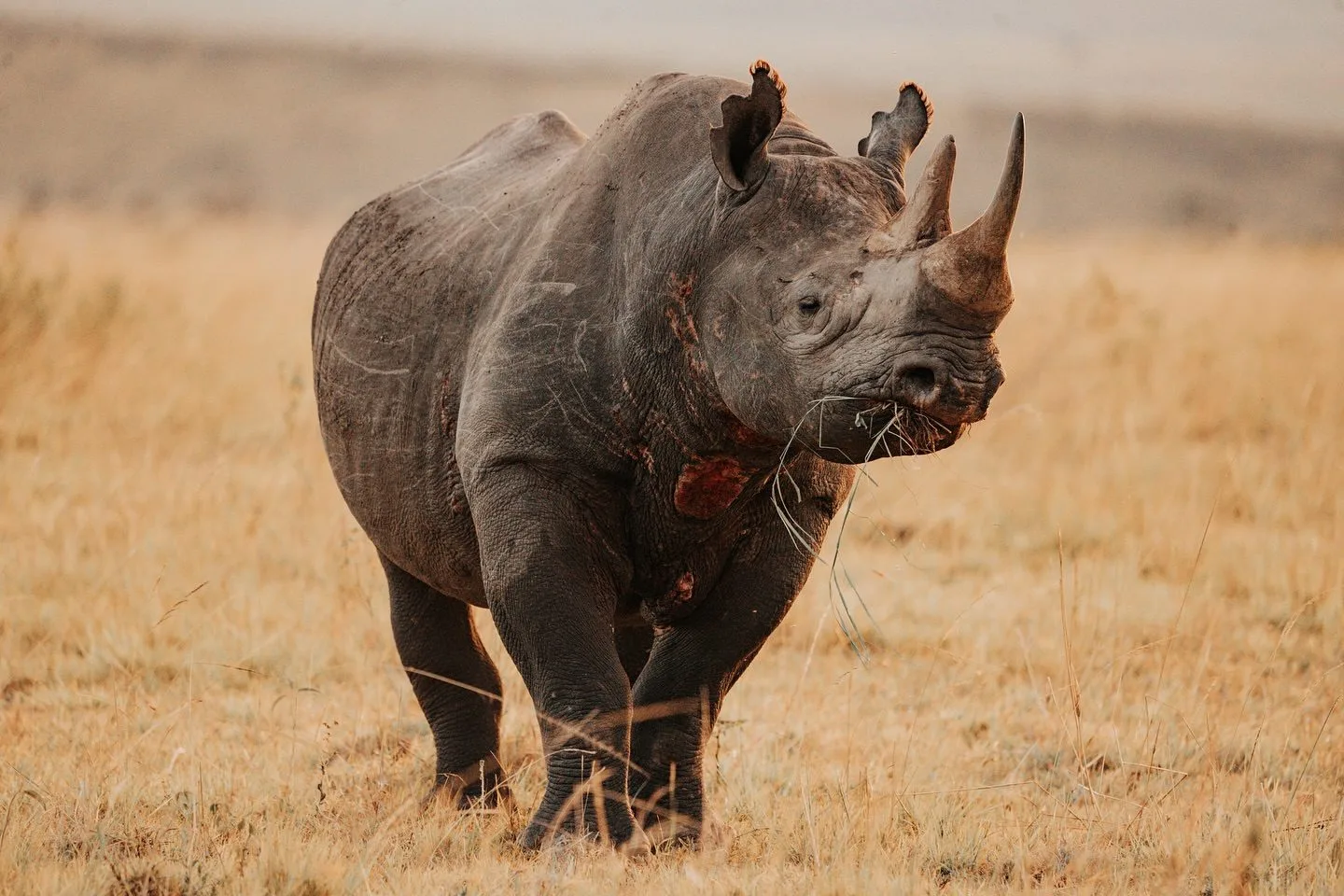 wildlife, Meru