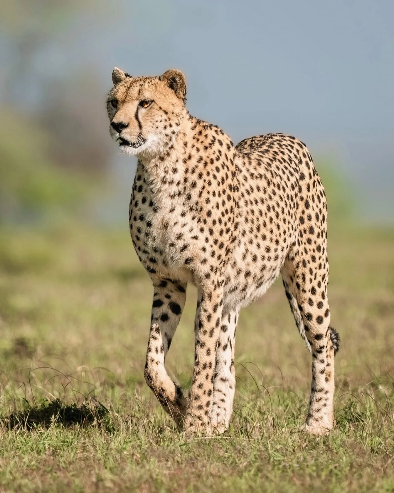 wildlife, Kilifi