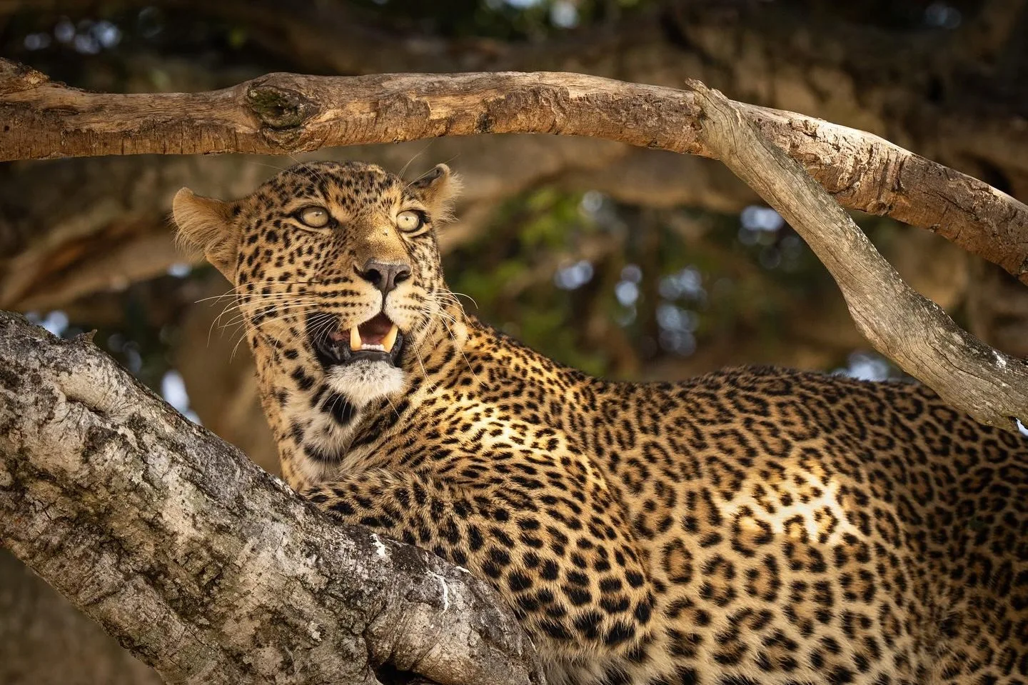 wildlife, Meru
