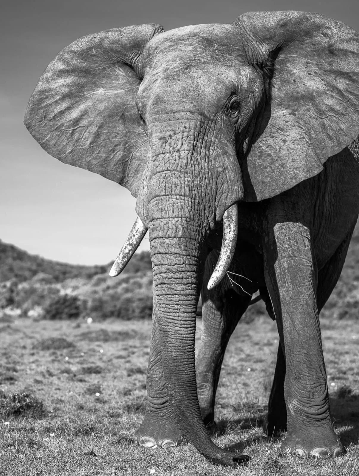wildlife, Northern Kenya & Samburu