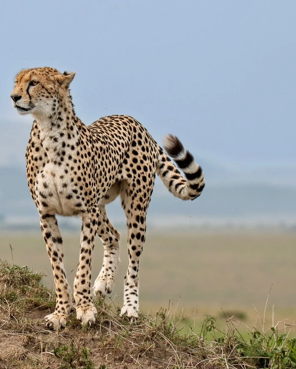 wildlife, Meru
