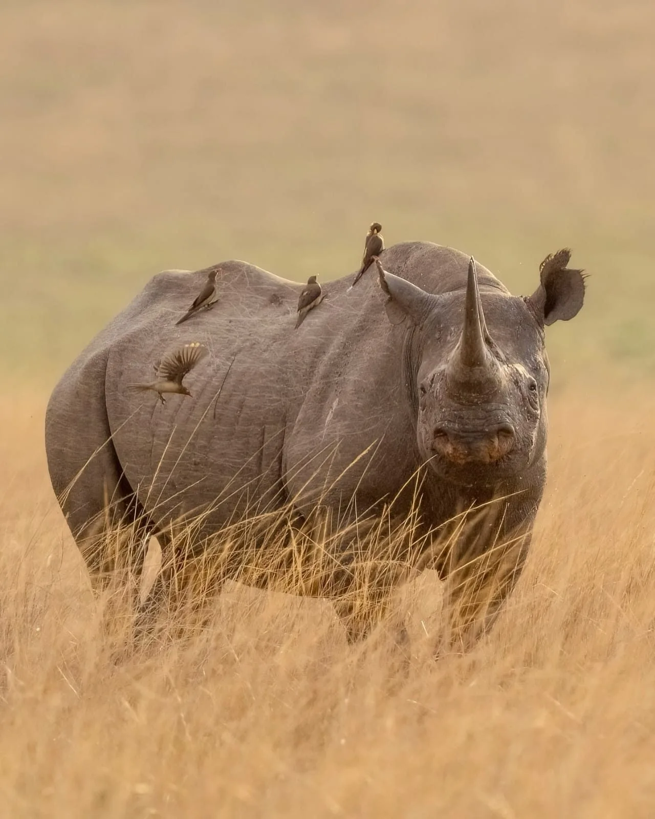 overview, Tsavo & Lumo Conservancy