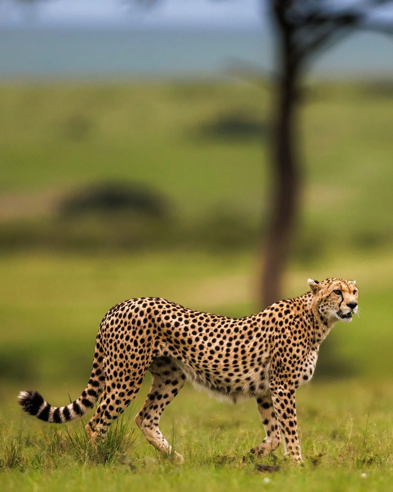 overview, Amboseli & Chyulu Hills