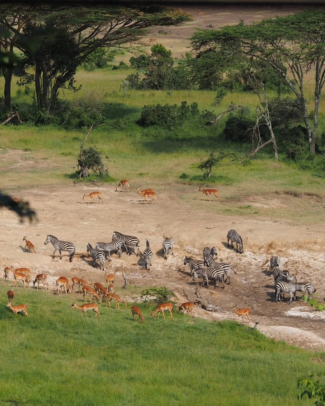 wildlife, Meru