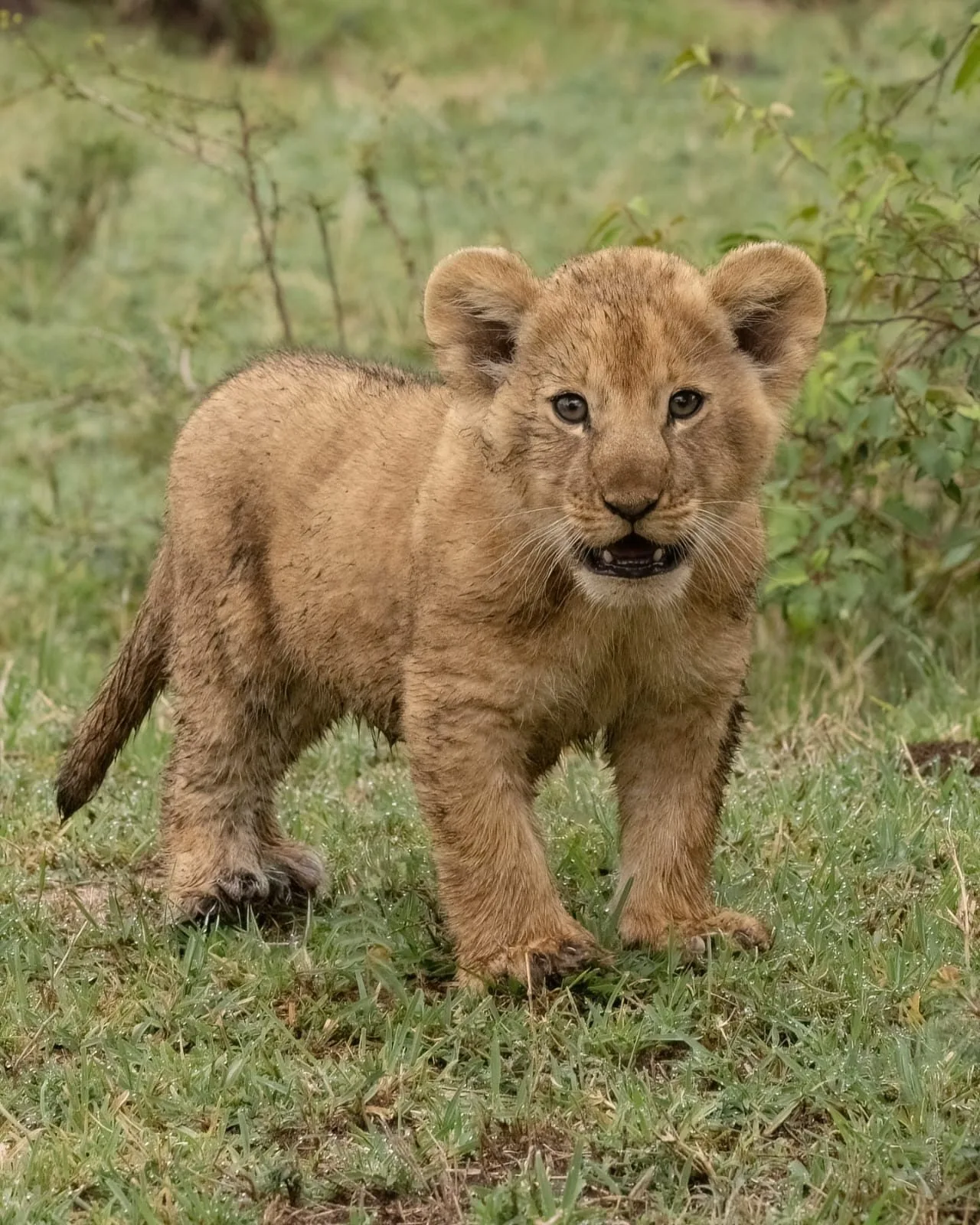 wildlife, Meru