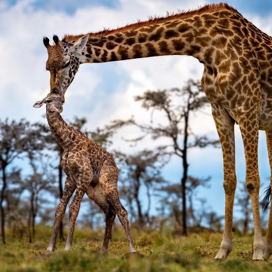 wildlife, Meru