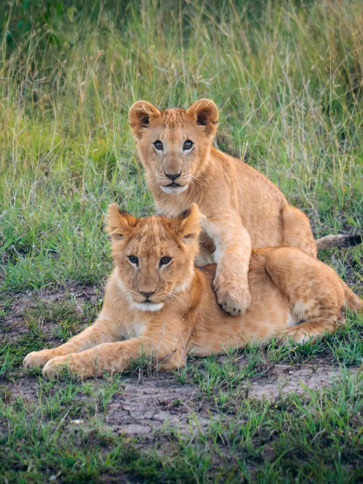 wildlife, The Great Rift Valley