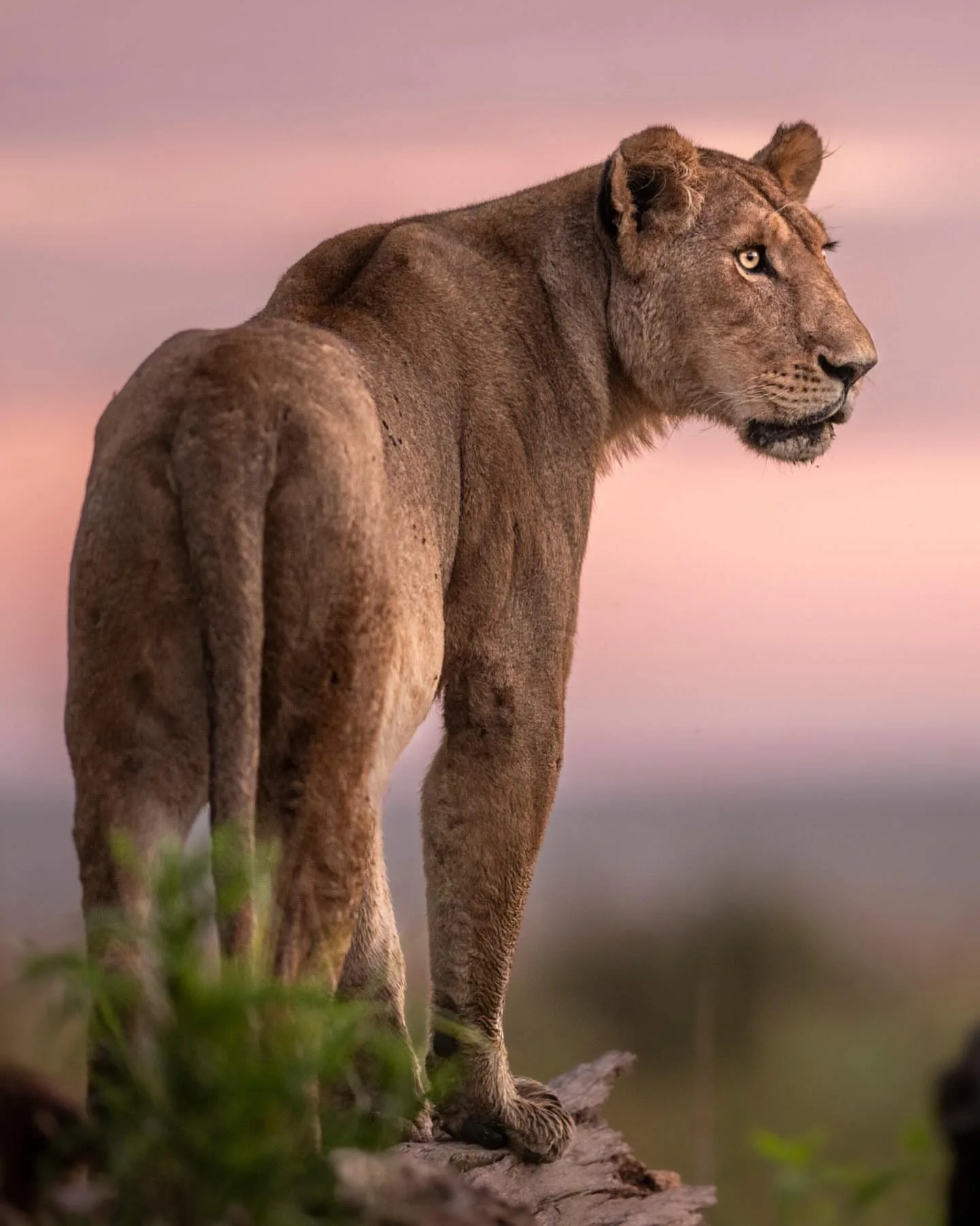 wildlife, Meru