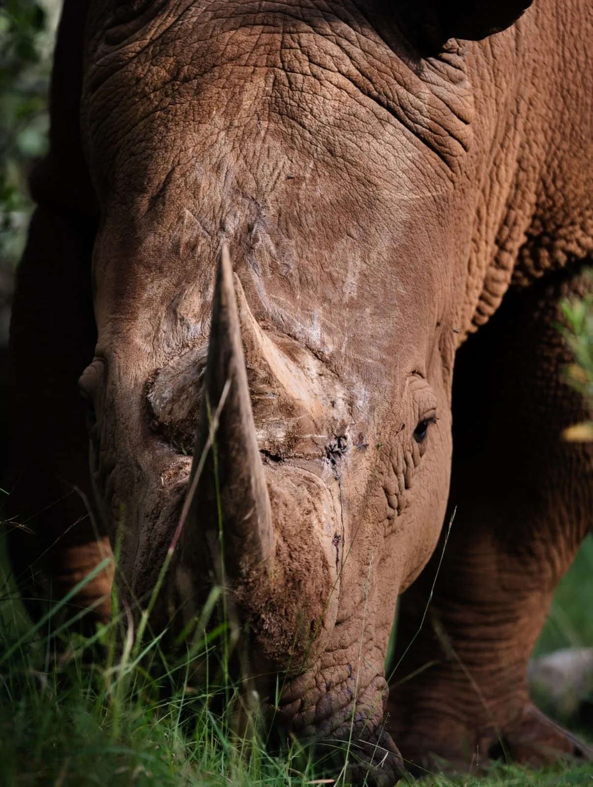 overview, Tsavo & Lumo Conservancy
