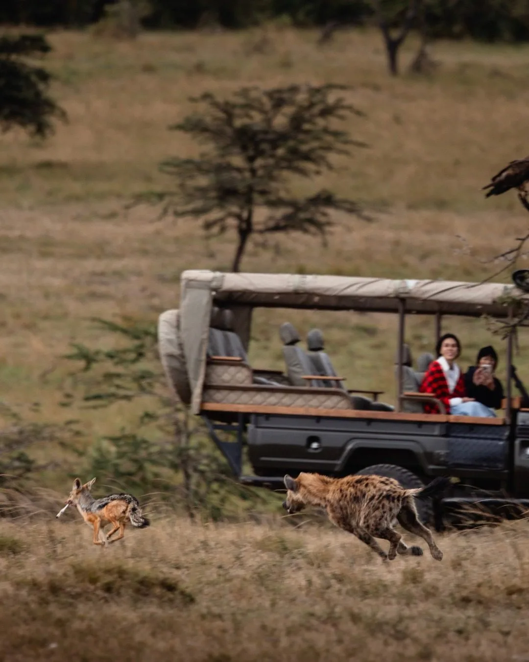 Private safari game drive in open country