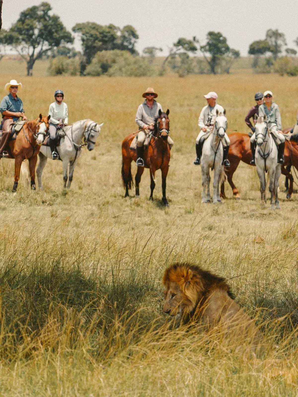 wildlife, Amboseli & Chyulu Hills