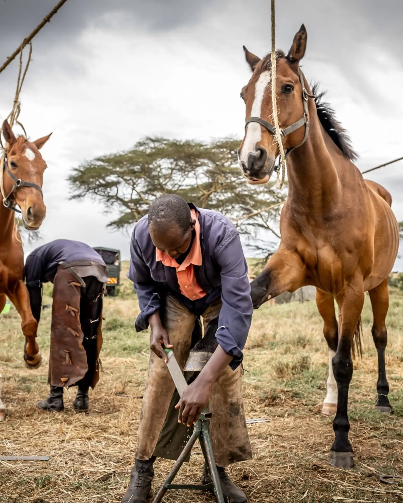 wildlife, Amboseli & Chyulu Hills