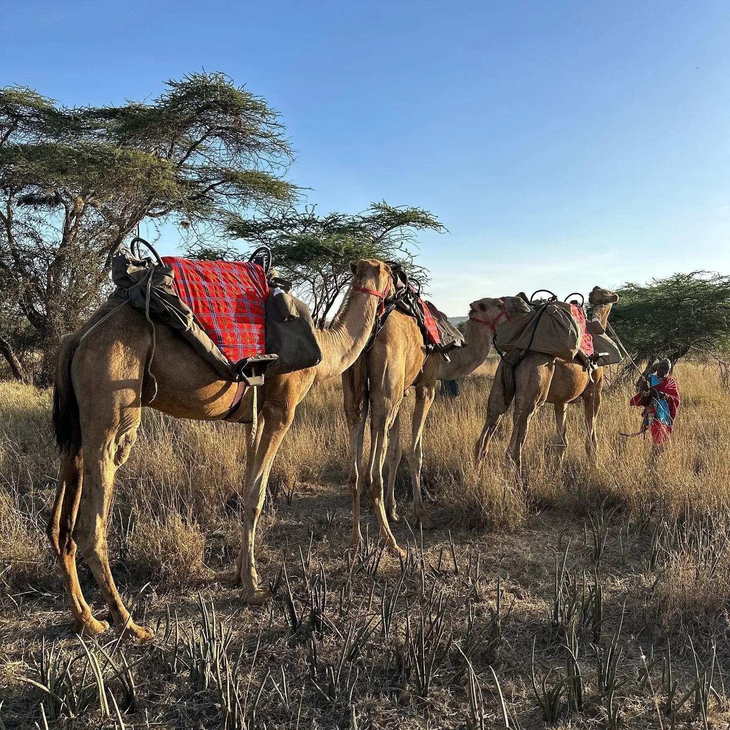 wildlife, Meru